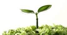 Stire din Life and Style : Ce plantă îți este benefică, în funcție de zodie