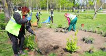Continuă plantările de primavară în municipiul Constanța