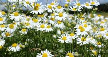 Stire din Sănătate : Mare atenţie de unde culegeţi plantele medicinale pentru ceaiuri!
