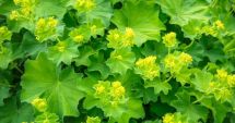 Stire din Sănătate : Frunzele de crețișoară și urzică, plante recomandate pentru sănătatea femeilor