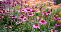 Stire din Sănătate : Plante care ajută pancreasul să funcţioneze normal