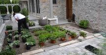 Stire din Diverse : Minunile naturii,  la temperaturi  cu minus. Șase plante care înfruntă  frigul iernii