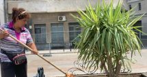 Stire din Social : Plante exotice, în Piața Ovidiu