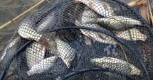 Captură impresionantă! Sute de kilograme de pește, confiscate de polițiști