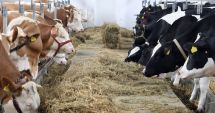 Stire din Economie : Plata ajutorului de stat pentru ameliorarea raselor de animale
