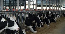 Stire din Economie : A intrat la plată ajutorul de stat  pentru creşterea animalelor