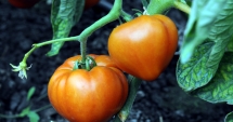 Stire din Economie : Plăți pentru cultivatorii de tomate