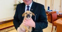 Stire din Eveniment : A fost făcut încă un demers  pentru înființarea Poliției Animalelor