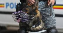 Stire din Eveniment : CAPTURĂ făcută de Poliția Română: zeci de kilograme de cocaină