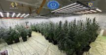 Stire din Eveniment : Poliţist cercetat pentru trafic de droguri. A dezvoltat împreună cu soţia sa o cultură indoor de canabis