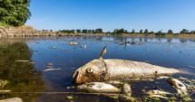Poluarea din râul Oder ar putea afecta peştii din Marea Baltică