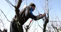 Stire din Economie : Semnale bune pentru livezi, dar pomicultorii rămân prudenți!