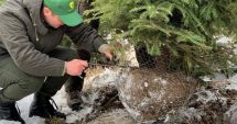 Stire din Economie : Pomi de Crăciun cu rădăcină, pregătiţi să ajungă în casele constănţenilor