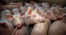 Stire din Actualitate : Avertismentul fermierilor: Porcul românesc, pe cale de dispariție din cauza pestei porcine