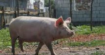 Stire din Actualitate : Focar de pestă porcină africană în Capitală