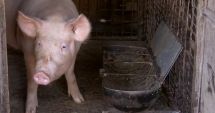 Scandalul „Legii Porcului”. Ministrul Agriculturii a dat ordin ca românii să își poată vinde porcii din gospodării