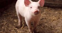 Stire din Actualitate : Urmărire ca-n filme după ce un porc a scăpat de la vânzare