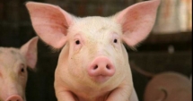 Stire din Social : ALERTĂ în România, din cauza pestei porcine. ANSVSA a confirmat primul focar