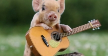 Stire din Fun : Porcul cu picior de lemn…