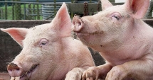 Stire din Social : Rusia a blocat importurile de porci vii și carne de porc din România
