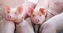 Stire din Economie : 11 focare de pestă porcină africană sunt active în România