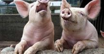Legea porcului schimbă tradiția la români. Ce nu mai au voie gospodarii să facă
