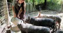 Stire din Economie : Porcii vor fi crescuţi după noi reguli