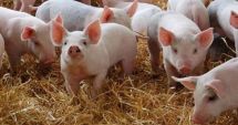 ANSVSA NU interzice şi NU limitează creşterea porcilor în gospodării