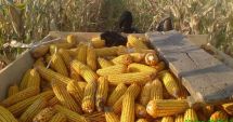 Stire din Eveniment : Ce se mai fură în România. O companie agricolă a rămas fără porumbul de pe câmp