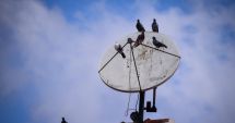 Porumbeii din Marea Britanie au devenit inamicii reţelelor de Internet