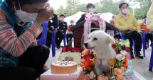 Stire din Actualitate : Povestea câinelui care şi-a ţinut stăpâna în viaţă 40 de ore