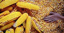 Stire din Economie : Poziția României în topul producțiilor agricole din Uniunea Europeană