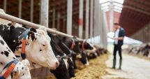 Stire din Economie : Anunț de ultimă oră de la APIA pentru crescătorii de animale