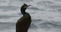Stire din Social : Premieră la malul mării. Cormoranii moțați pe litoralul românesc