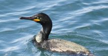 Stire din Social : Cuib inedit la malul mării. Cormorani moțați, în Portul Constanța