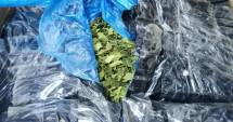 Stire din Eveniment : Constanța, sub amenințarea "drogului verde"!