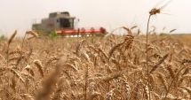 Preţul grâului a explodat pe bursele internaţionale