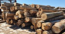 Prețul lemnului de foc a fost plafonat. Cine beneficiază de aceste măsuri