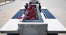 Stire din Politică-Administrație : Primăria Constanța continuă plantările florilor decorative