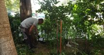Stire din Politică-Administrație : Primăria Constanța efectuează operațiuni de dezinsecție și deratizare în toate cartierele