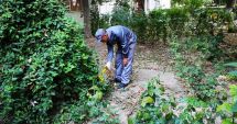 Stire din Politică-Administrație : Primăria continuă deratizarea. Momeli toxice, amplasate în parcuri