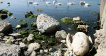 Stire din Politică-Administrație : Primăria Mangalia, acțiune de ecologizare pe plaja din oraș