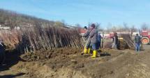 Stire din Politică-Administrație : Primăria Peștera oferă gratuit pomi fructiferi celor o mie de familii din comună