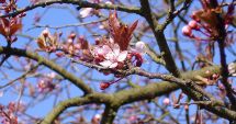 Stire din Social : PROGNOZA METEO pe două săptămâni: Vreme capricioasă în toate regiunile la finalul lunii februarie