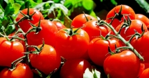 Stire din Economie : Primele roade ale programului de sprijin pentru tomatele românești