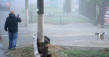 Stire din Social : Primul recensământ al maidanezilor începe, săptămâna viitoare, la Constanţa