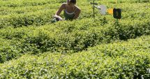 Stire din Economie : Producătorii de cimbru, premianţii ajutorului de la stat