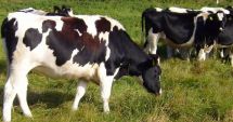 Stire din Economie : Producţia agricolă a scăzut, anul trecut, cu peste 15%
