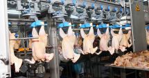 Stire din Actualitate : Producția de carne crește la păsări, bovine și ovine