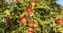 Stire din Economie : Producția de fructe a scăzut în 2014